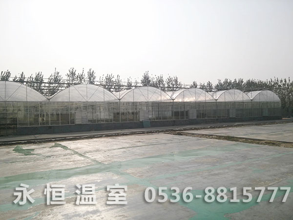 连栋薄膜温室1.jpg