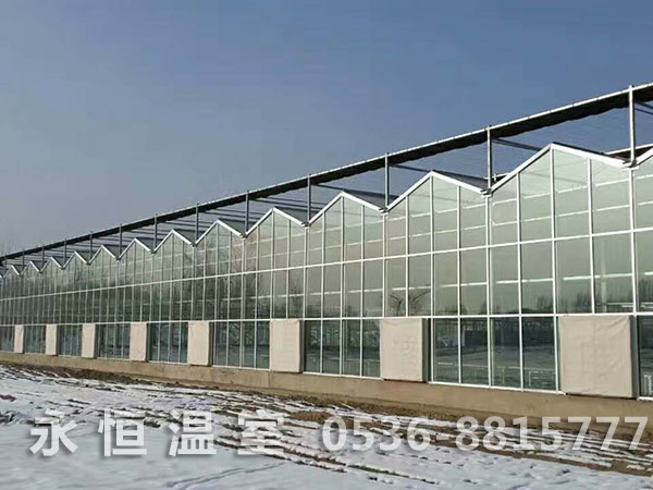 内蒙古土默特左旗毕克齐镇玻璃温室竣工.jpg